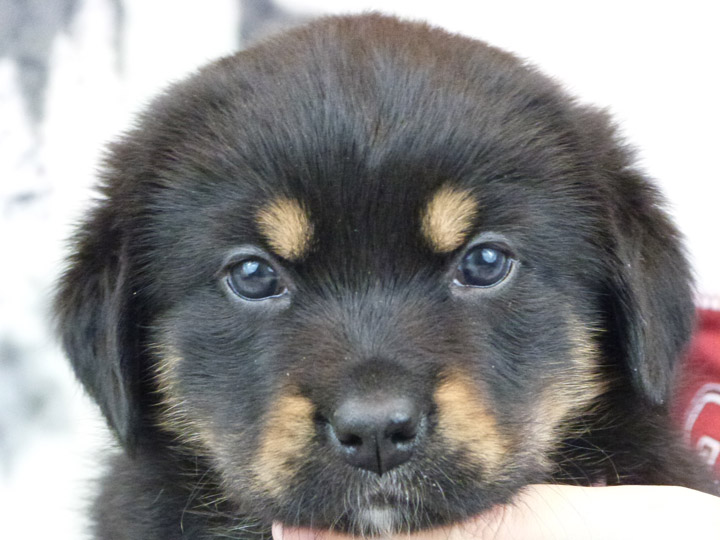 chinook puppy